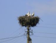 природа Слобідки