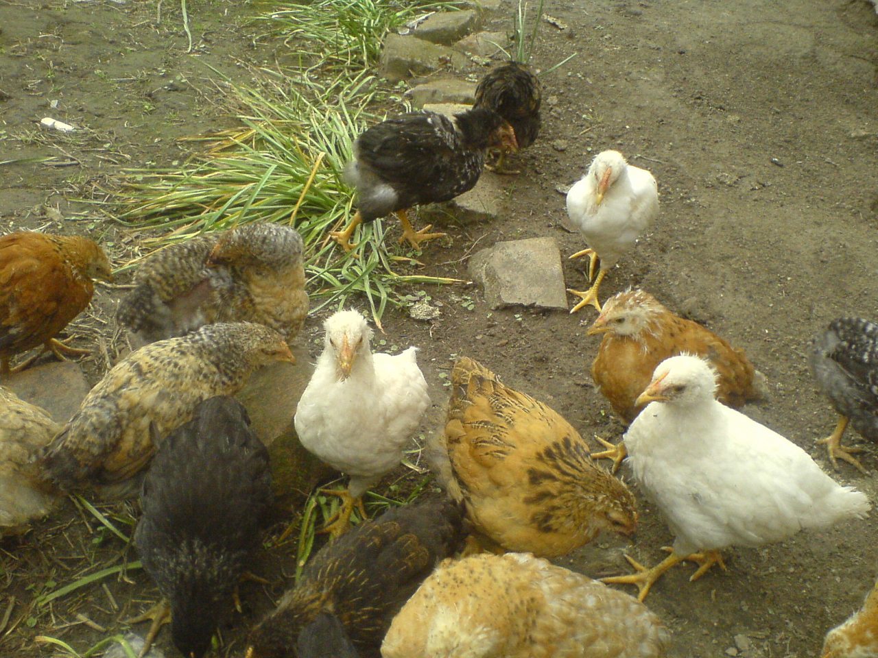 Друзі мої менші - Шклинь