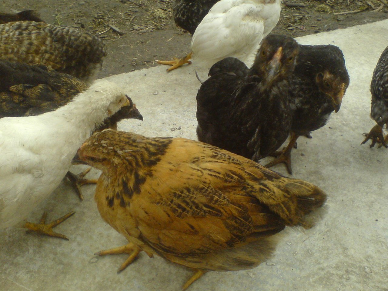 Друзі мої менші - Шклинь