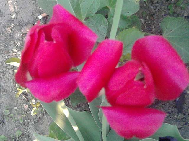 Галузія - Галузія