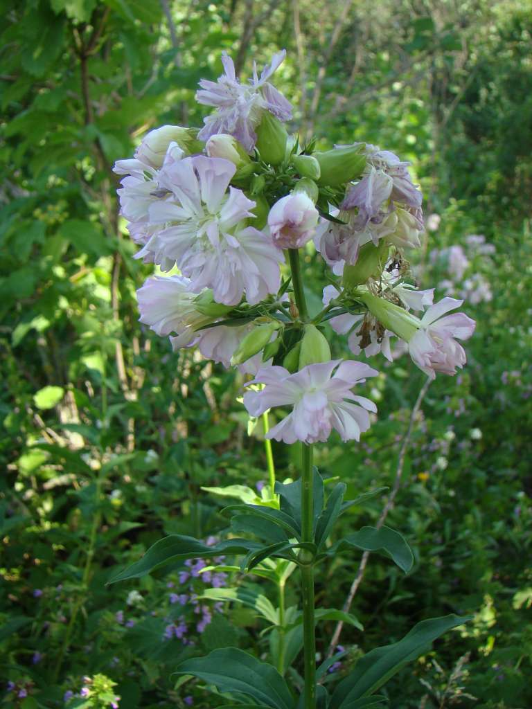 Квіти - Гільці