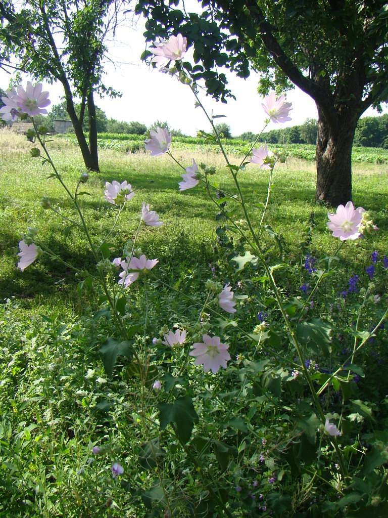 Фото села - Bilousivka