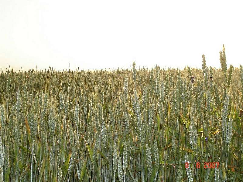 Остріїв - Остріїв