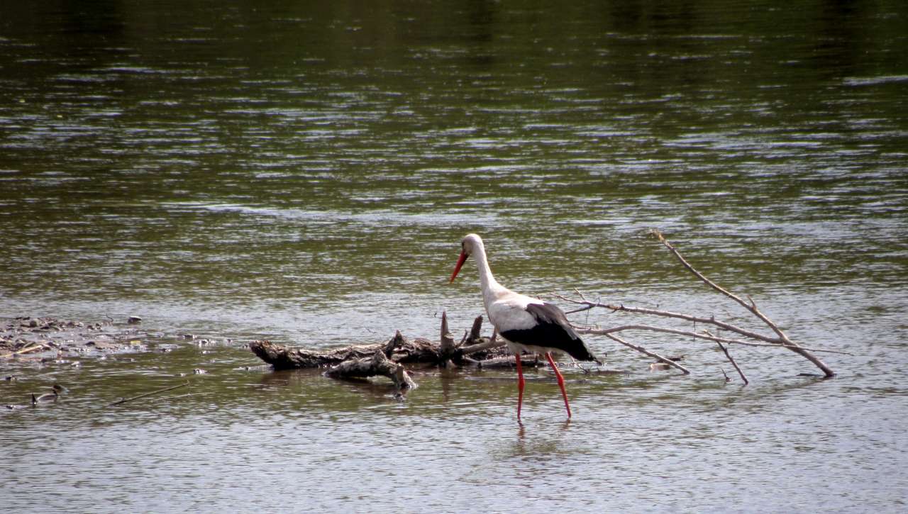 річка Серет - Шиповцы