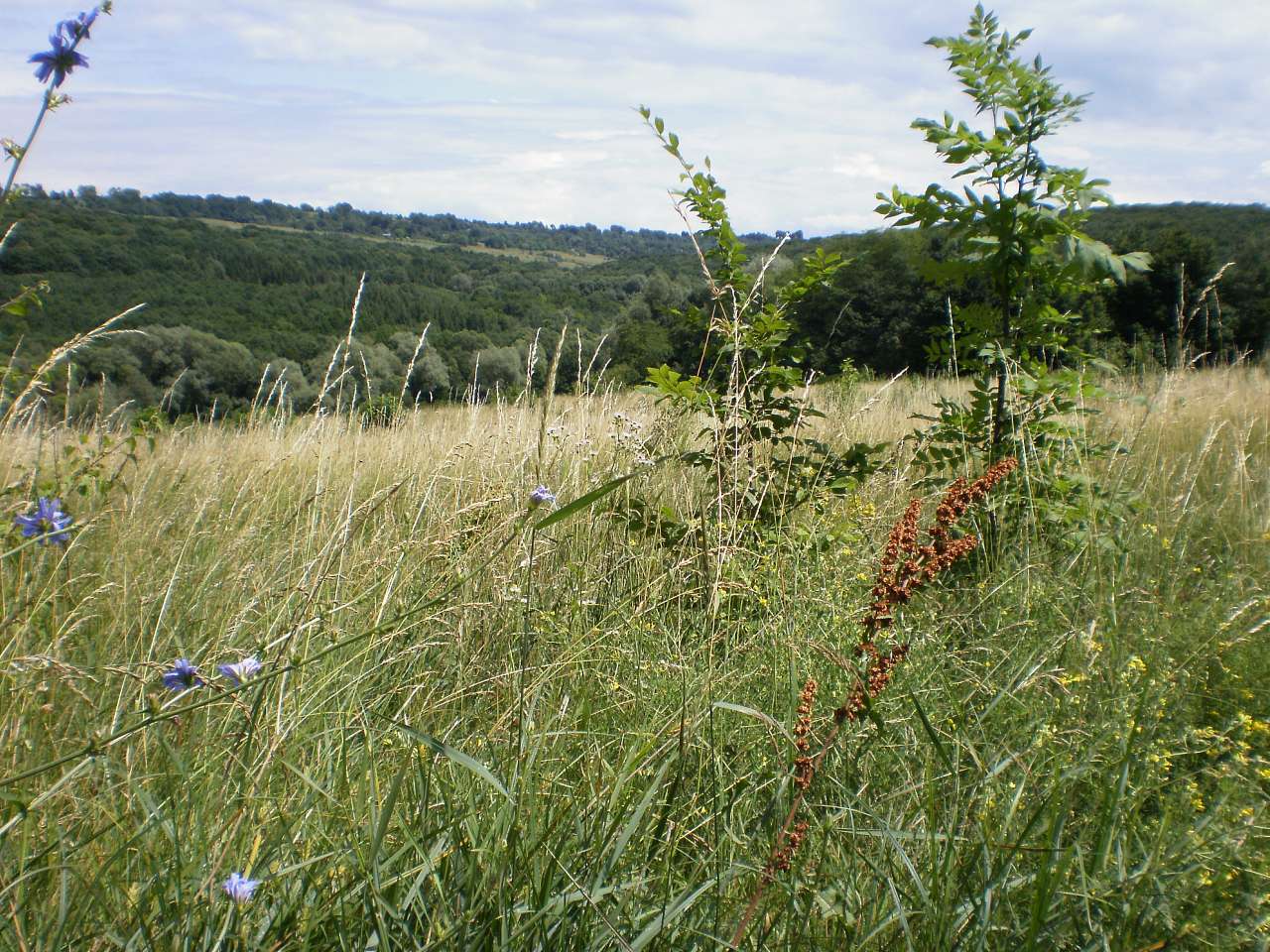 Червона Діброва - Червона Діброва