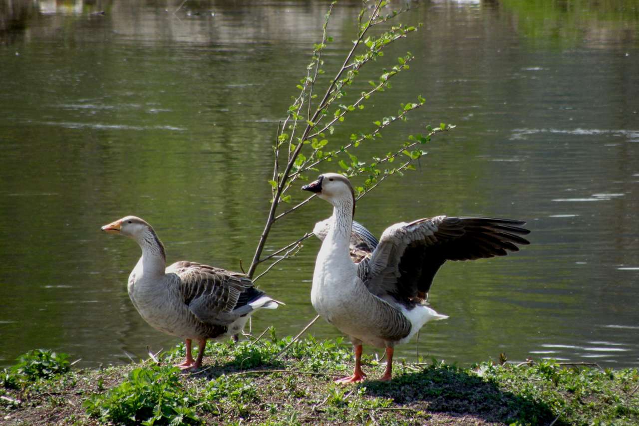 річка Серет - Шиповцы