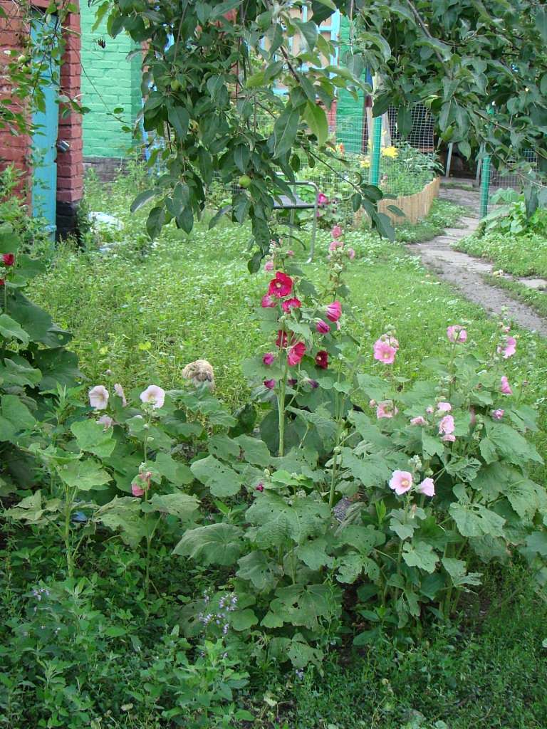 Літо - Гільці