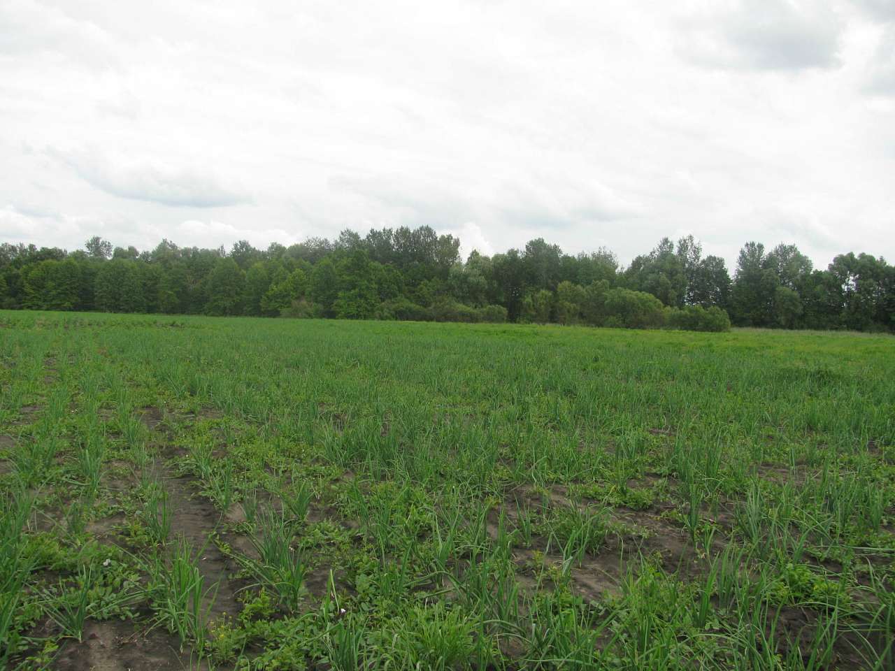 На угіддях Галича - Деркачи