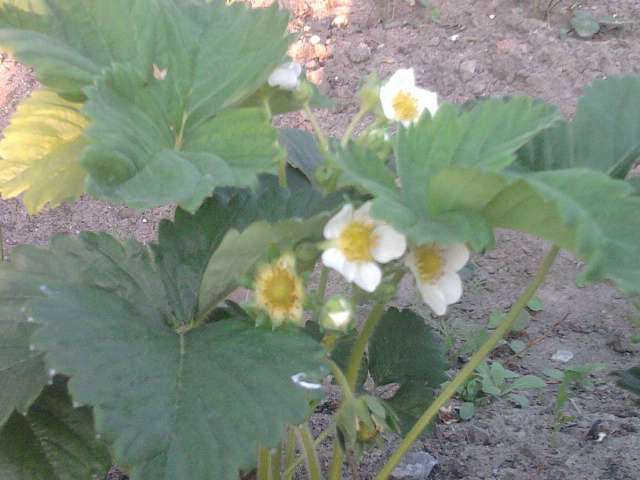 Галузія - Галузія