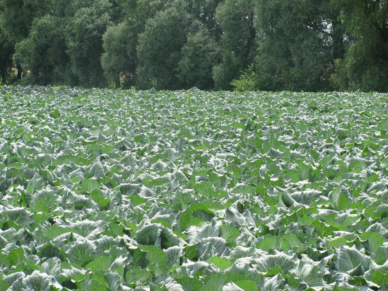 На угіддях Галича - Деркачи