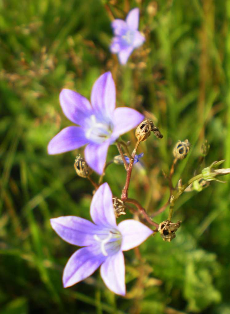 природа Слобідки - Слободка