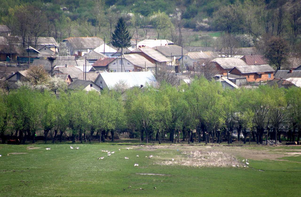 Шипівці - Шипівці