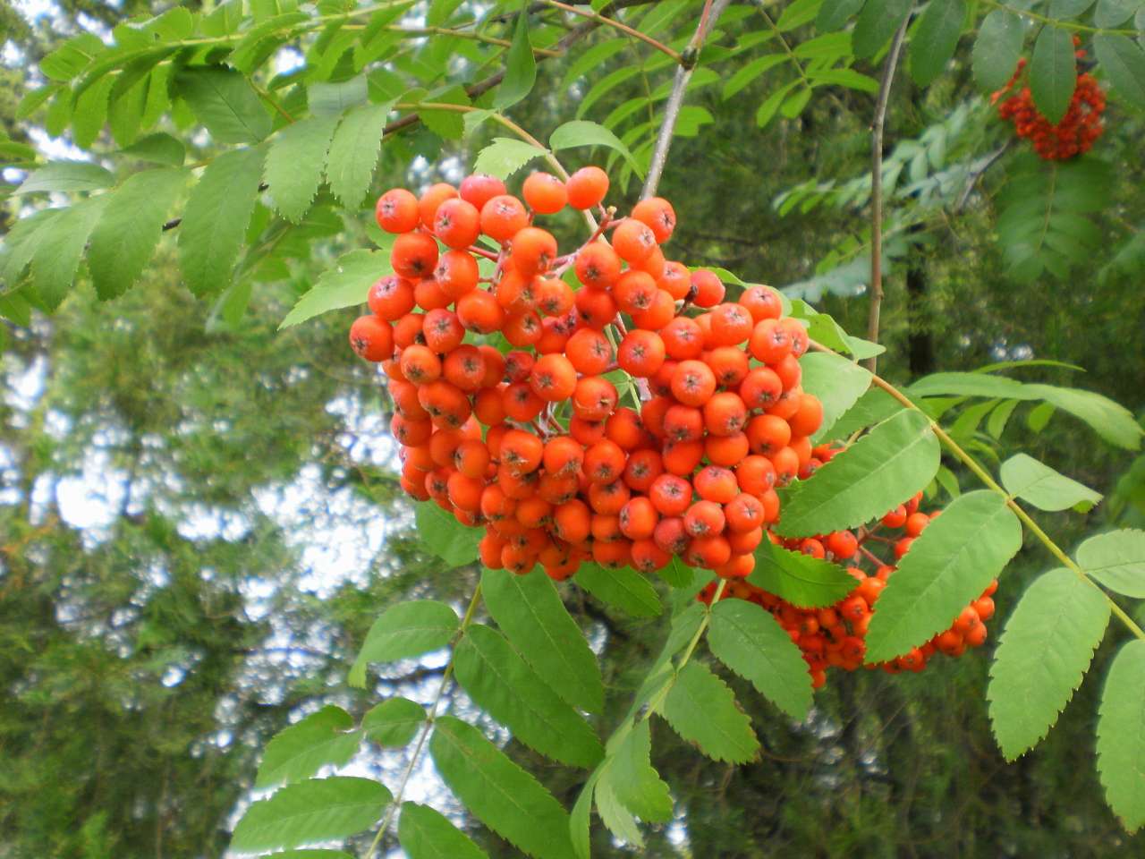 Димка - Димка