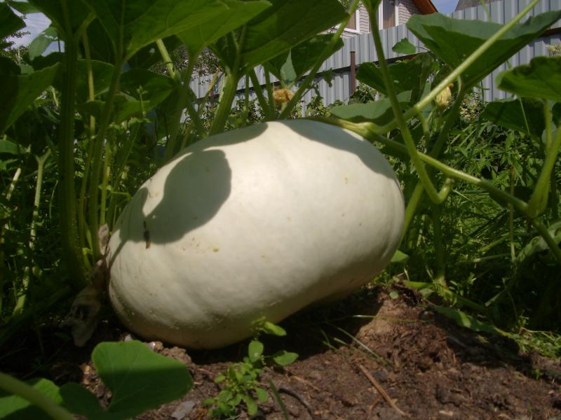 Моя Родина - Новоохтирка