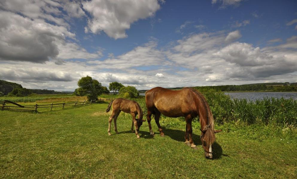 Новомалин - Новомалин