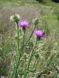 Фото села, в якому вже ніхто не живе...