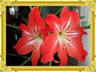  Квіти в саду моїх друзів Терещенків