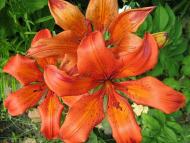  Квіти в саду моїх друзів Терещенків