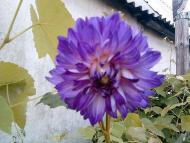  Квіти в саду моїх друзів Терещенків