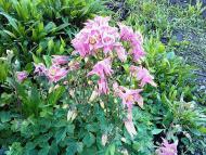  Квіти в саду моїх друзів Терещенків