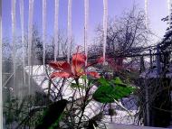  Квіти в саду моїх друзів Терещенків