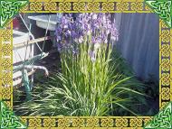  Квіти в саду моїх друзів Терещенків