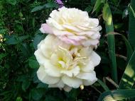  Квіти в саду моїх друзів Терещенків