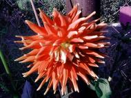  Квіти в саду моїх друзів Терещенків