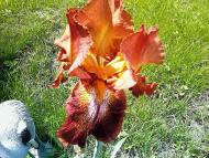  Квіти в саду моїх друзів Терещенків