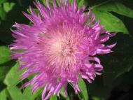  Квіти в саду моїх друзів Терещенків