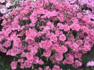  Квіти в саду моїх друзів Терещенків