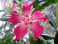  Квіти в саду моїх друзів Терещенків