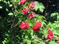  Квіти в саду моїх друзів Терещенків