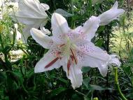  Квіти в саду моїх друзів Терещенків