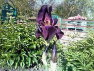  Квіти в саду моїх друзів Терещенків