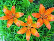  Квіти в саду моїх друзів Терещенків