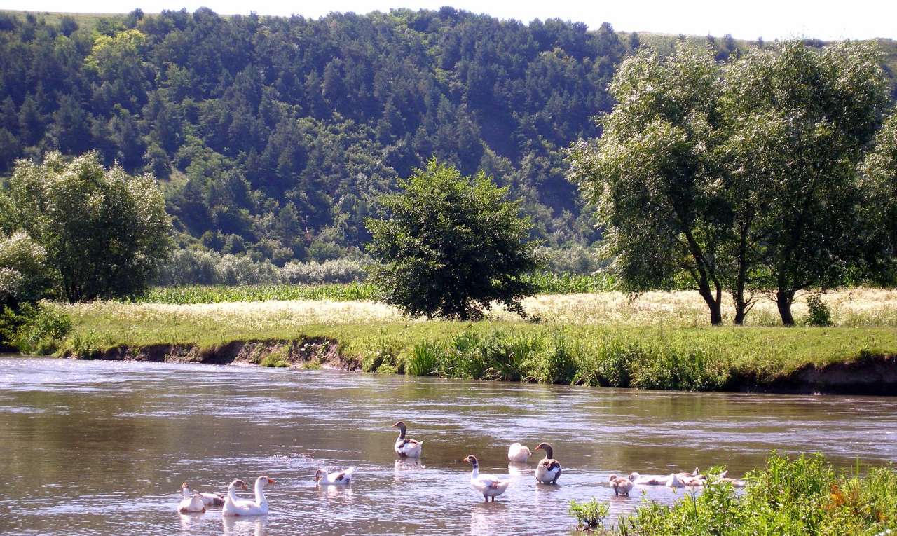 річка Серет - Шиповцы