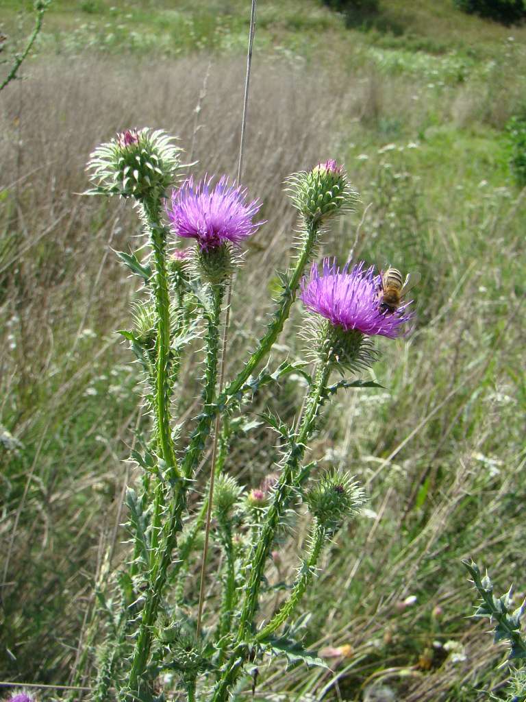 Фото села, в якому вже ніхто не живе... - Богданівка