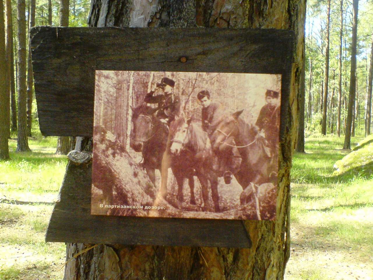 Лісоград - Елино