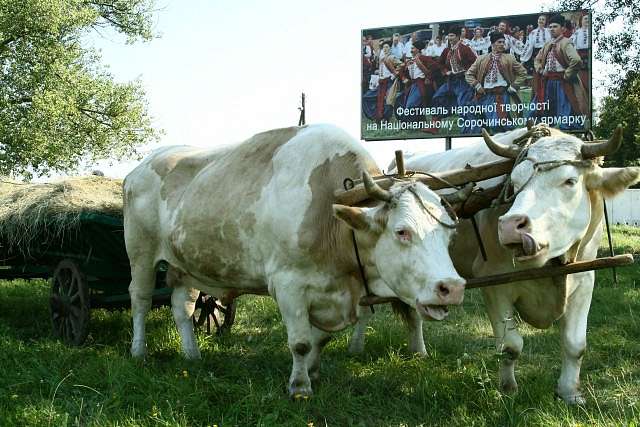 Сорочинський Ярмарок 2008 - Великі Сорочинці