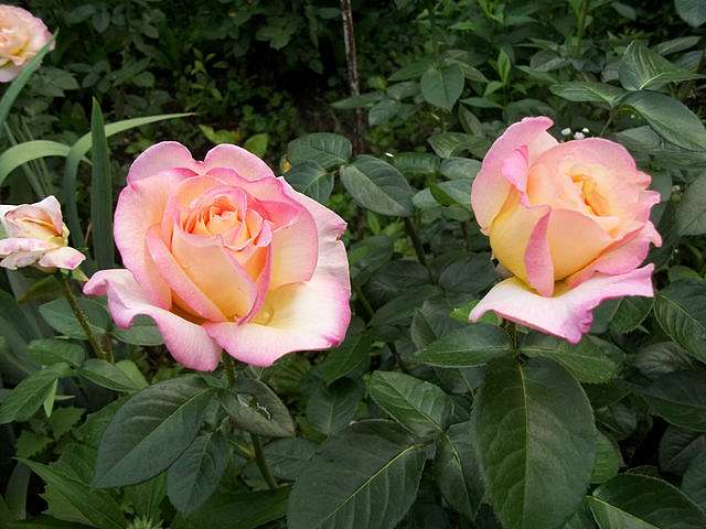  Квіти в саду моїх друзів Терещенків - Терновка