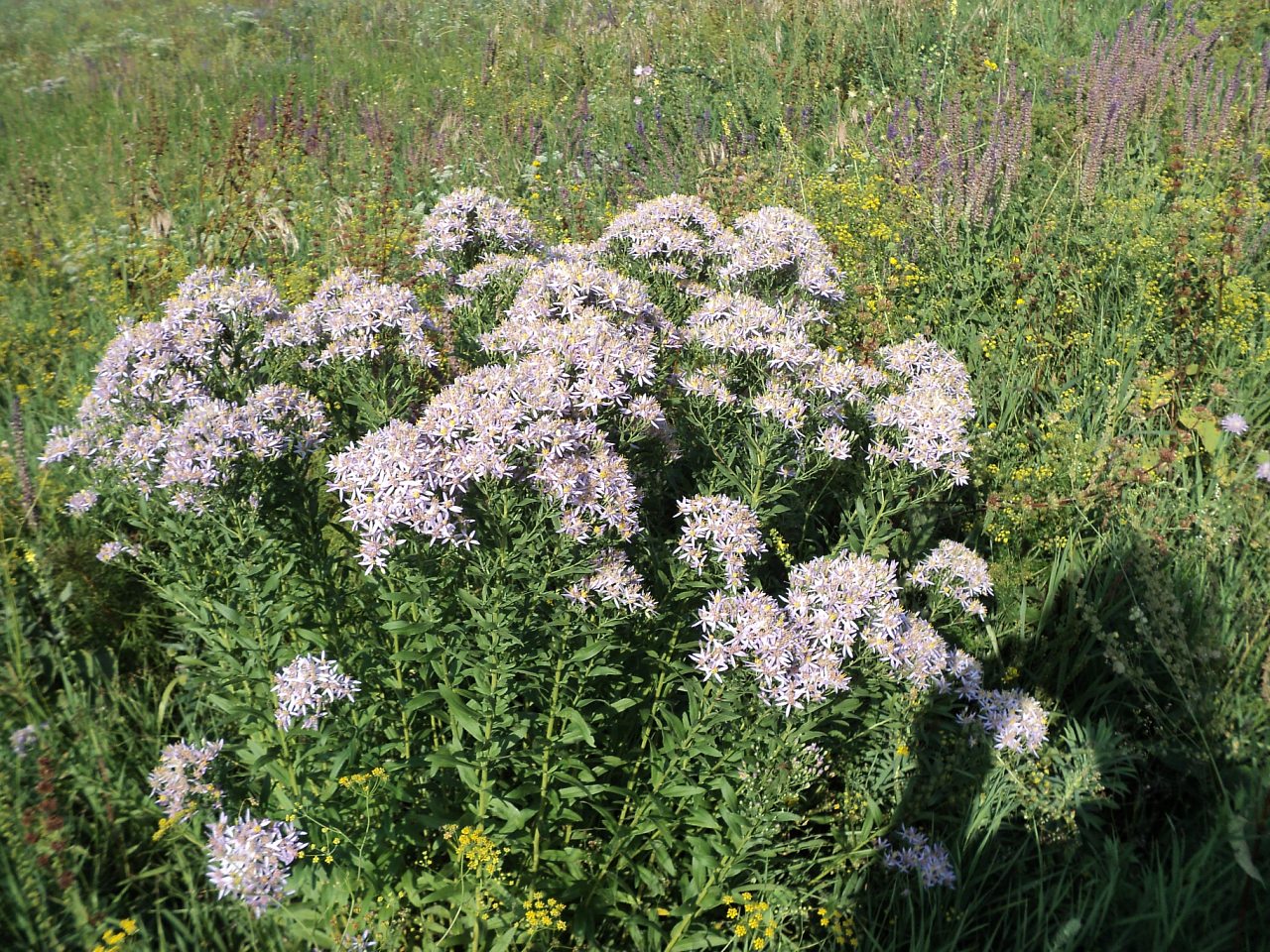 степь - Верхня Дуванка