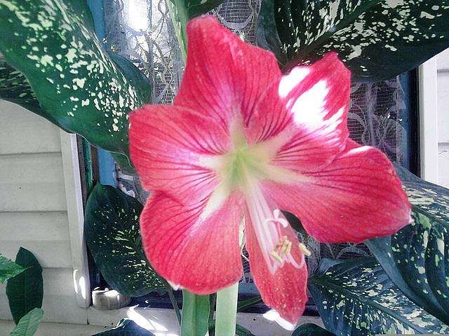  Квіти в саду моїх друзів Терещенків - Терновка