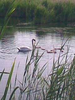 Сухоберезиця (річка) - Лукаші