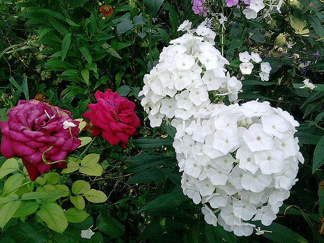  Квіти в саду моїх друзів Терещенків - Терновка