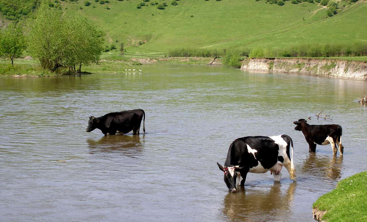 річка Серет - Шипівці