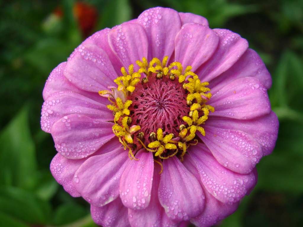 Квіти - Гільці