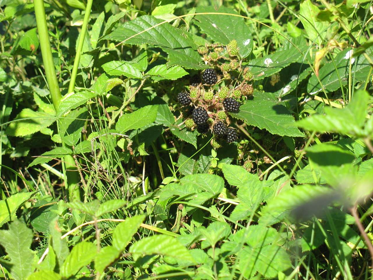 Чорна Вода - Лази