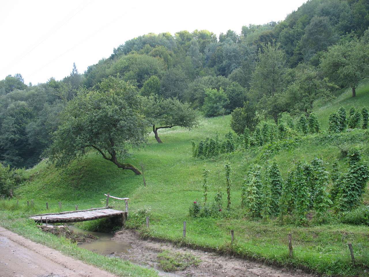 Чорна Вода - Lazy