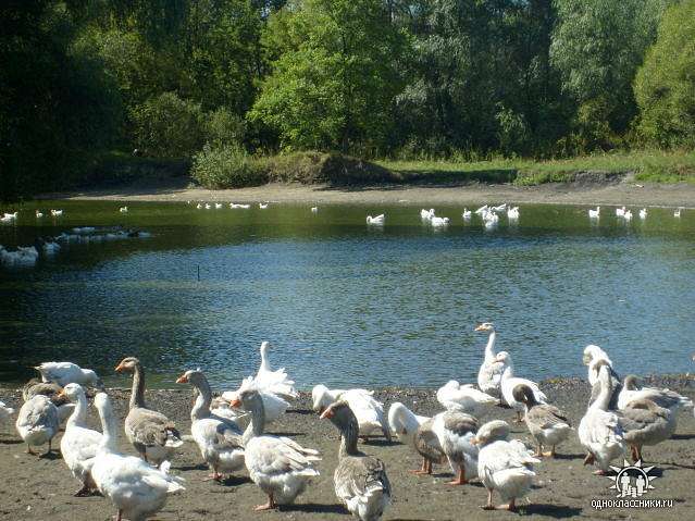 с.Петрівка,Чернігівська обл,Борзнянський р-н - Петрівка